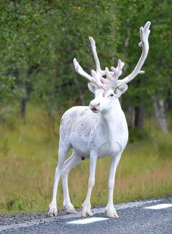 A white reindeer.